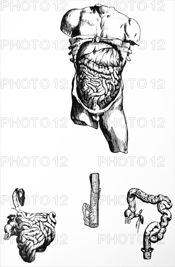 Plates from the Fifth Book of the De Humani Corporis Fabrica by Vesalius