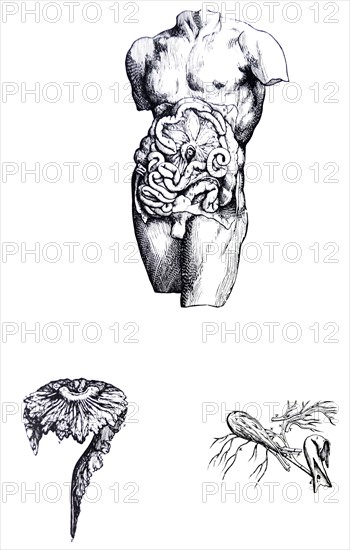 Plates from the Fifth Book of the De Humani Corporis Fabrica by Vesalius