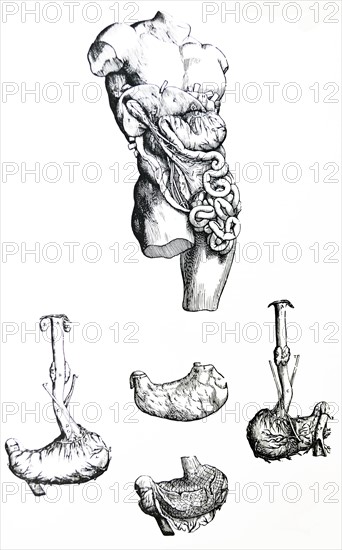 Plates from the Fifth Book of the De Humani Corporis Fabrica by Vesalius