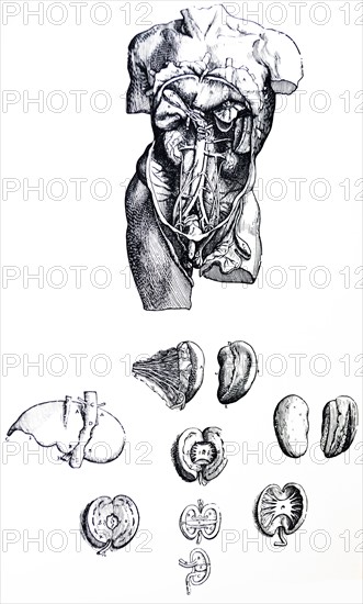 Plates from the Fifth Book of the De Humani Corporis Fabrica by Vesalius