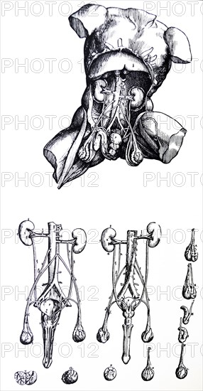 Plates from the Fifth Book of the De Humani Corporis Fabrica by Vesalius