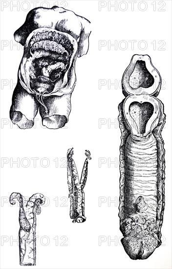 Plates from the Fifth Book of the De Humani Corporis Fabrica by Vesalius