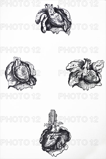 Plates from the Sixth Book of the De Humani Corporis Fabrica by Vesalius