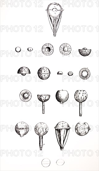 Plates from the Seventh Book of the De Humani Corporis Fabrica by Vesalius