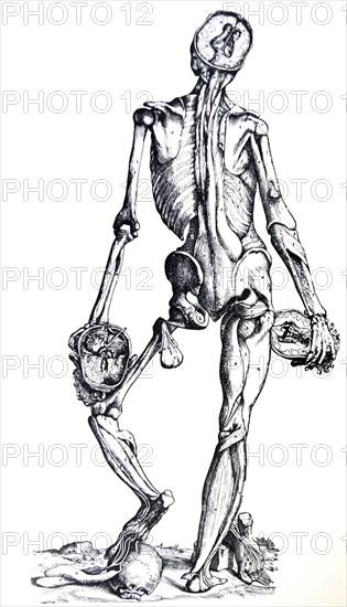 Plates from the Seventh Book of the De Humani Corporis Fabrica by Vesalius