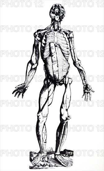 Plates from the Seventh Book of the De Humani Corporis Fabrica by Vesalius