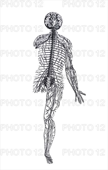 Plates from the Epitome of the De Humani Corporis Fabrica by Vesalius