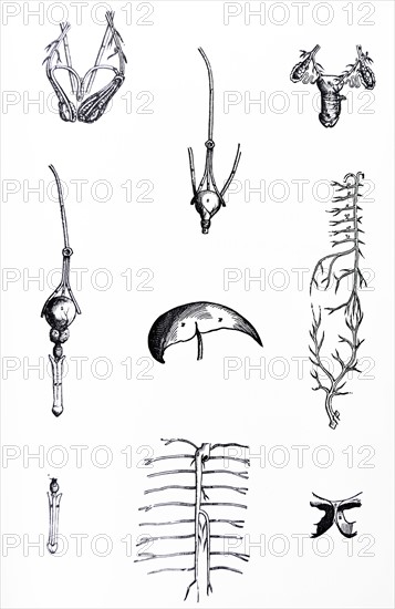 Plates from the Epitome of the De Humani Corporis Fabrica by Vesalius