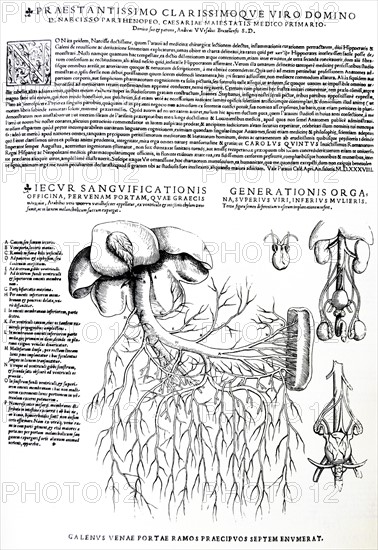 Plates from the Epitome of the De Humani Corporis Fabrica by Vesalius