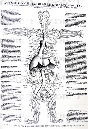 Plates from the Epitome of the De Humani Corporis Fabrica by Vesalius