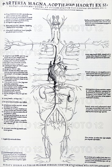 Plates from the Epitome of the De Humani Corporis Fabrica by Vesalius