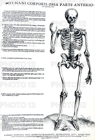 Plates from the Epitome of the De Humani Corporis Fabrica by Vesalius