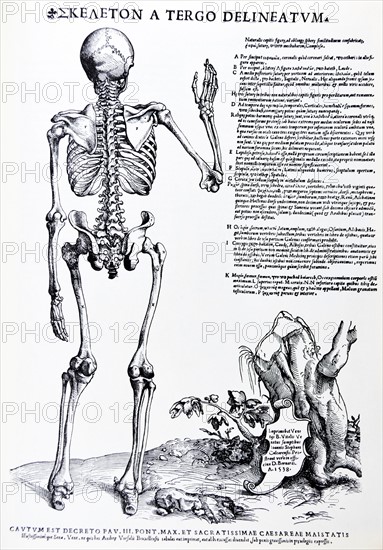 Plates from the Epitome of the De Humani Corporis Fabrica by Vesalius