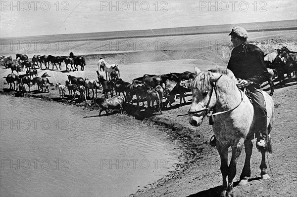 Watering Horses