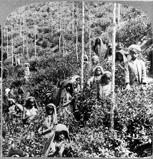 Coolie children picking tea