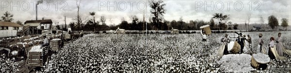 Cotton Pickers