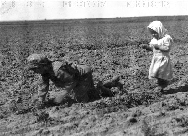 Sugar Beets Field