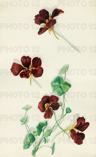 Nasturtium flowers