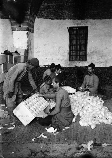 Packing oranges, Palestine