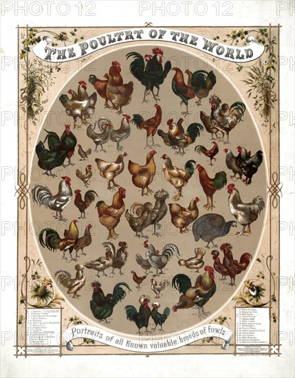 The poultry of the world
