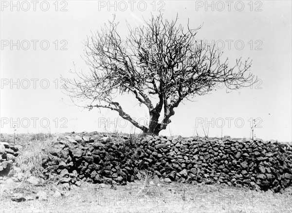 A fig tree after its devastation by locusts in Palestine