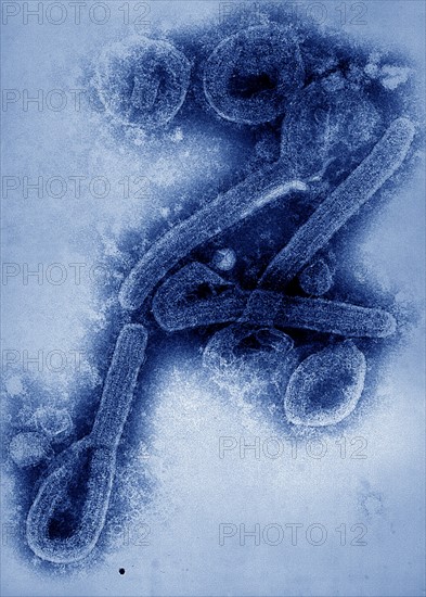 Marburg virus