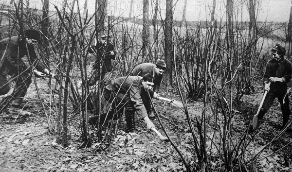 Canadian soldiers 'rat catching' during a break in fighting; WWI 1916