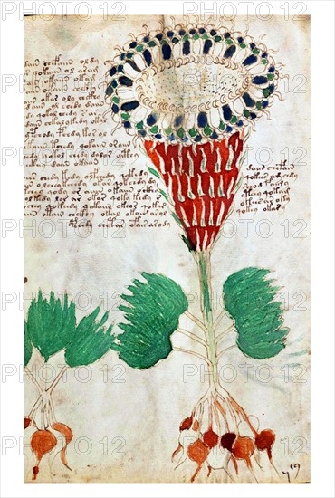 Page from The Voynich Manuscript