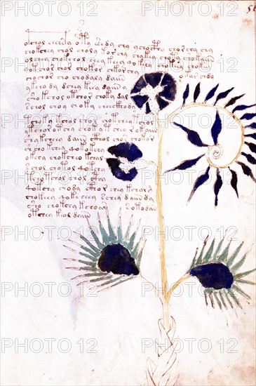 Page from The Voynich Manuscript