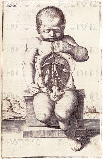 Anatomical drawing by Adriaan van den Spiegel