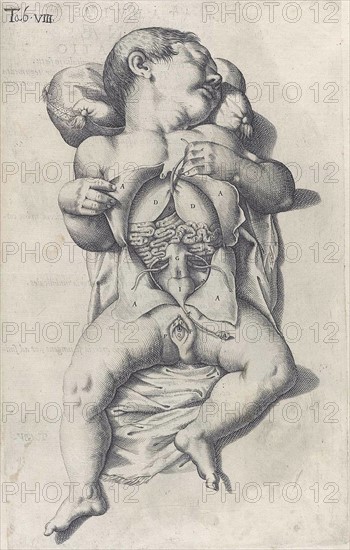 Anatomical drawing by Adriaan van den Spiegel