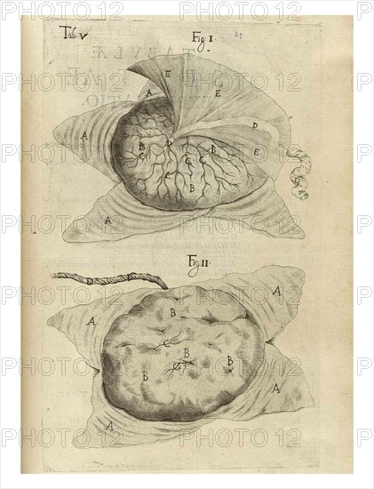 Anatomical drawing by Adriaan van den Spiegel