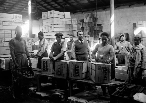 Arabs and Jews work nailing orange boxes in Rehovot