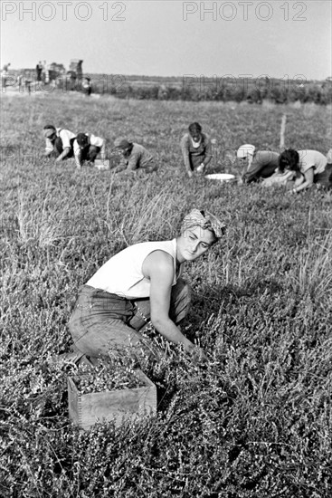 Woman picking cranberries'; Burlington County; New Jersey