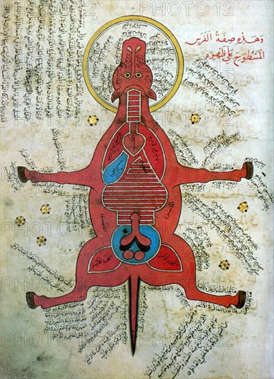 Islamic anatomy of a horse