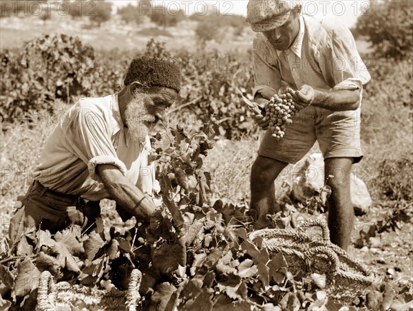 Photograph of Orthodox Grape Pickers