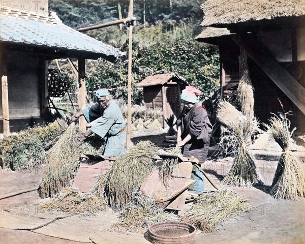 Colour Photograph of Japanese farmers threshing harvested rice