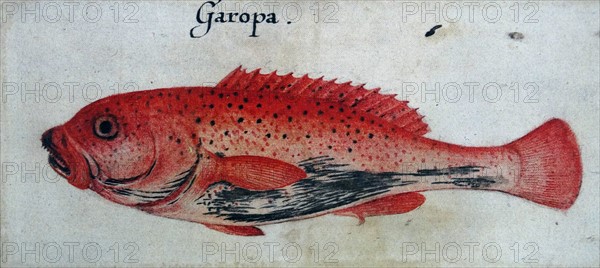 Garopa Fish by John White (created 1585-1586).