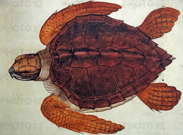 Loggerhead turtle, by John White (English, c. 1540-c. 1593).