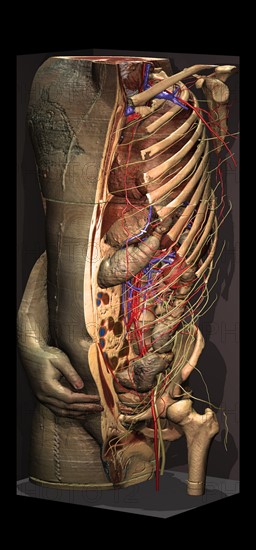 Anatomical Model