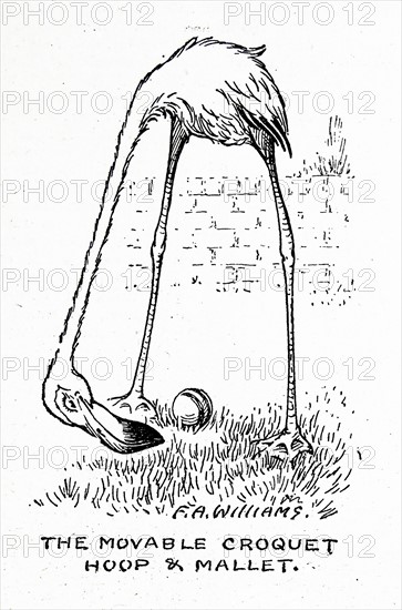 illustrations depicting a pelican 1900