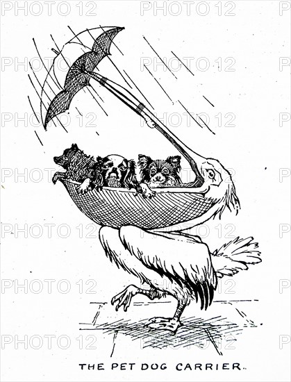 illustrations depicting a pelican 1900
