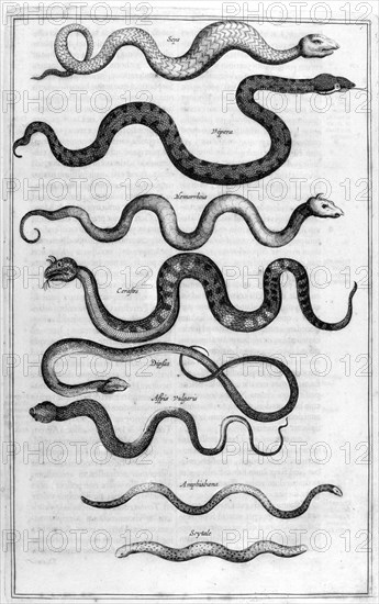 Types of snakes, from Arca Noe,