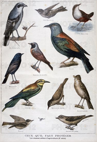 Illustration depicting birds useful to agriculture