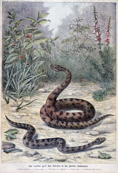 Illustration depicting harmful or poisonous plants and snakes