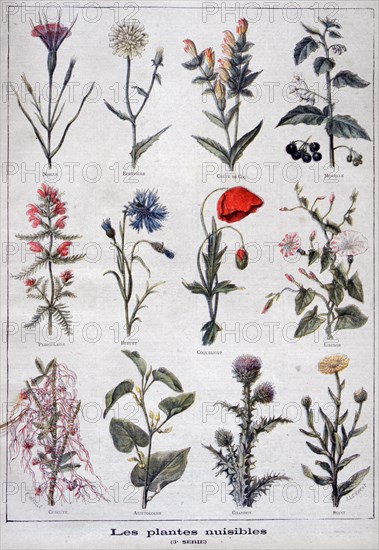 Illustration depicting harmful or poisonous plants