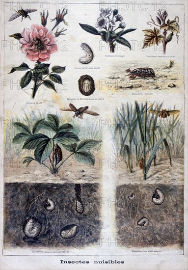 Illustration depicting harmful insects
