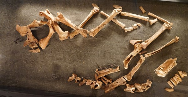 Grave site of an Icelandic man and his horse