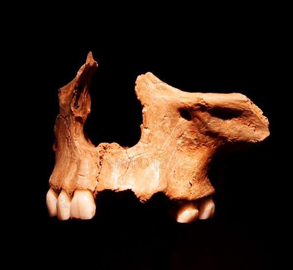 Cannibalised face found at Gough's Cave, England