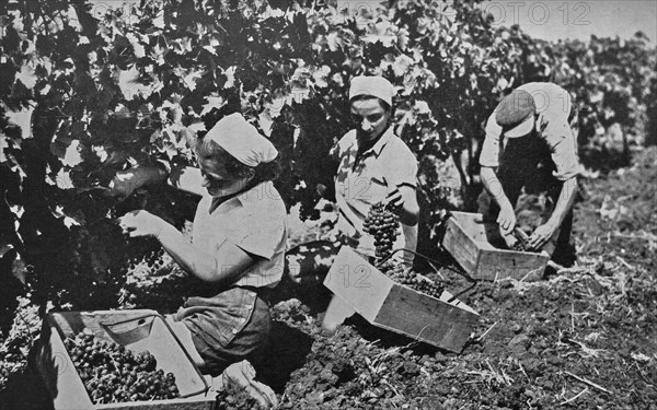 Jewish farmers in Palestine work in a vineyard to collect grapes